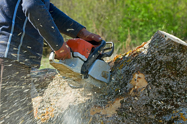 The Steps Involved in Our Tree Care Process in Crewe, VA